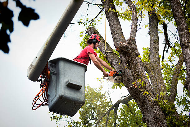 Best Root Management and Removal  in Naranja, FL